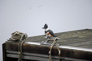 Kingfisher, Belted, 2006-12265348 Flint Pond, MA